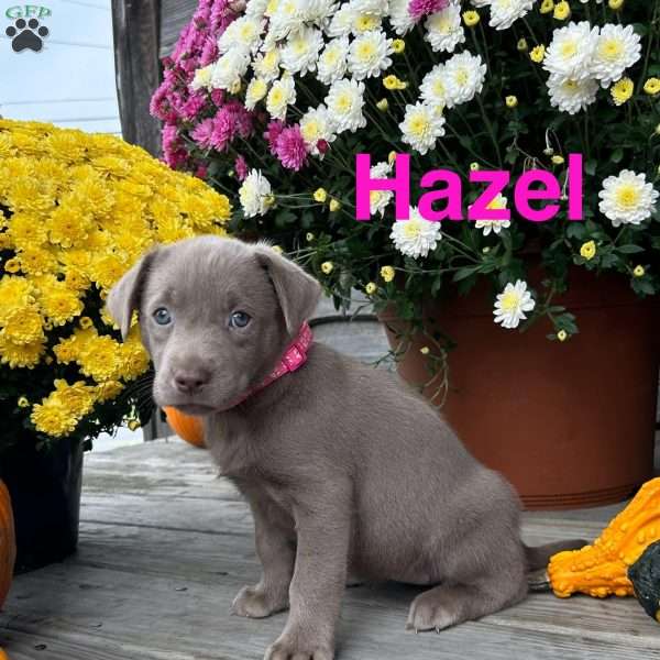 Hazel, Silver Labrador Retriever Puppy